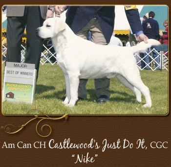 Am Can CH Castlewood's Just Do It, CGC