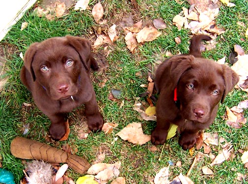 chocolate_male_and_female_fs.jpg